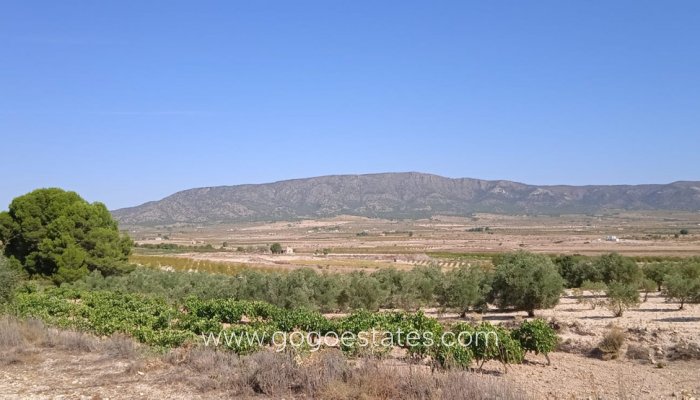 Te koop - Perceel - Land - Pinoso - Pinoso Centro