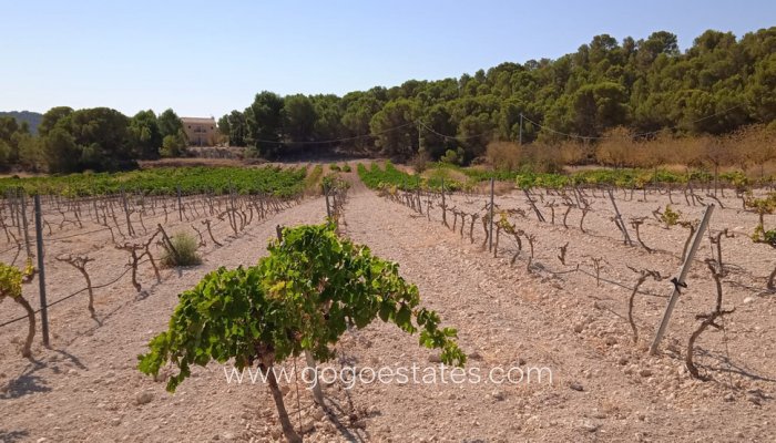 Te koop - Perceel - Land - Pinoso - Pinoso Centro