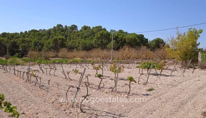 Te koop - Perceel - Land - Pinoso - Pinoso Centro