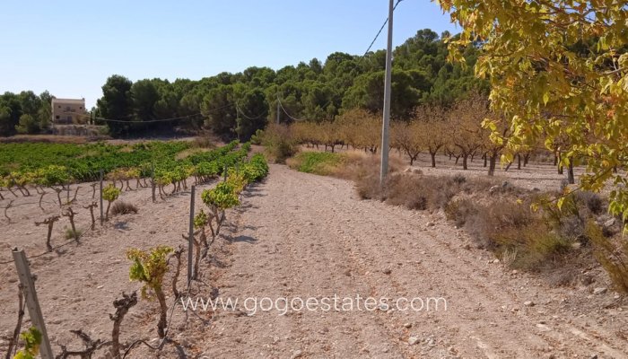 Te koop - Perceel - Land - Pinoso - Pinoso Centro