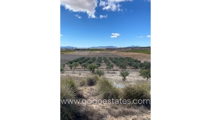 Te koop - Perceel - Land - Pinoso - Pinoso Centro