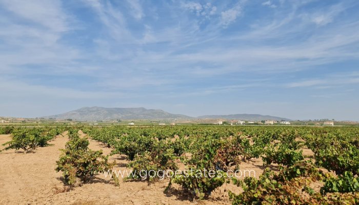 Revente - Terrain - Terrain - Pinoso - Pinoso Centro