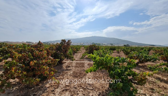 Revente - Terrain - Terrain - Pinoso - Pinoso Centro