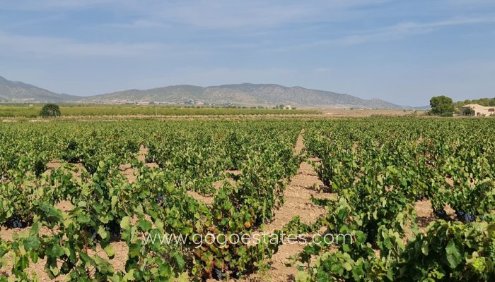 Te koop - Perceel - Land - Pinoso - Pinoso Centro