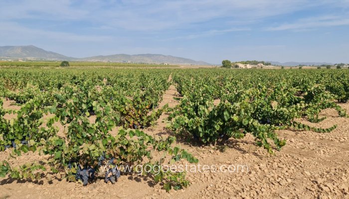 Te koop - Perceel - Land - Pinoso - Pinoso Centro