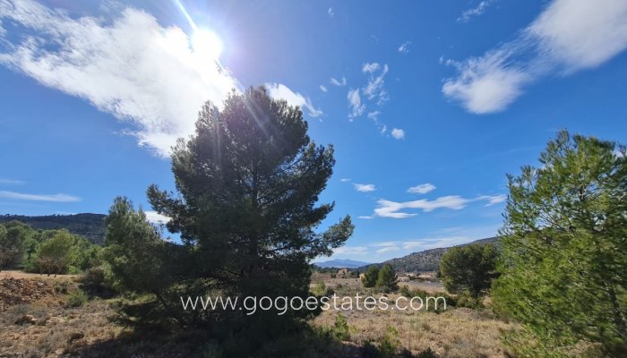 Te koop - Perceel - Land - Pinoso - Pinoso Centro