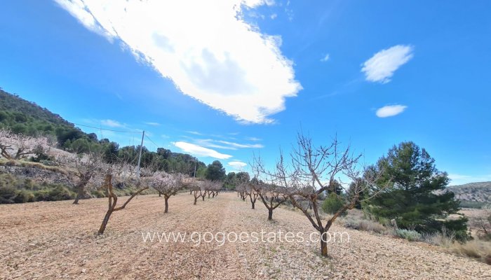 Te koop - Perceel - Land - Pinoso - Pinoso Centro