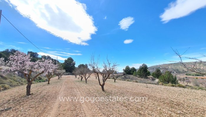 Te koop - Perceel - Land - Pinoso - Pinoso Centro