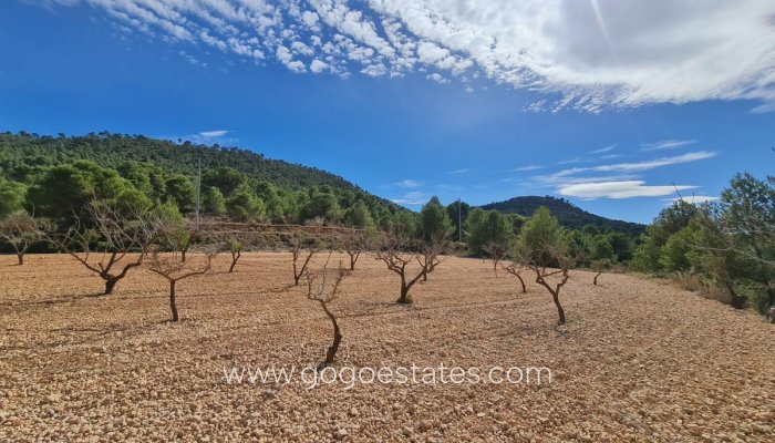 Te koop - Perceel - Land - Pinoso - Pinoso Centro