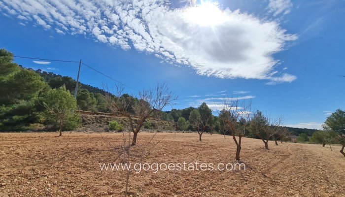 Te koop - Perceel - Land - Pinoso - Pinoso Centro