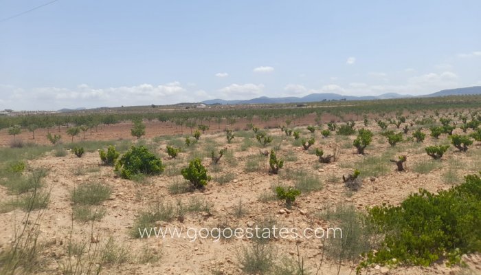 Te koop - Perceel - Land - Pinoso - Pinoso Centro