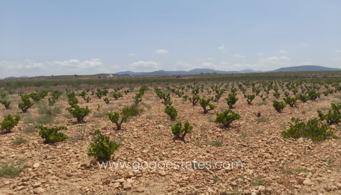 Te koop - Perceel - Land - Pinoso - Pinoso Centro