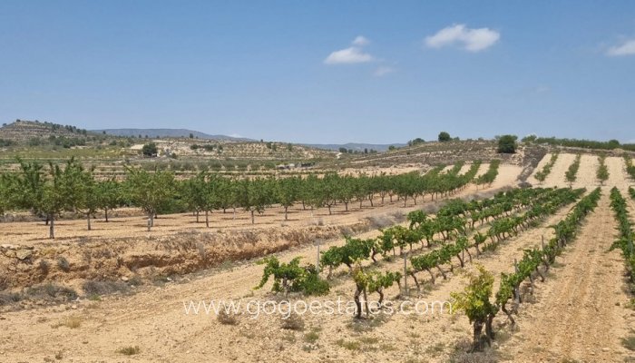 Te koop - Perceel - Land - Pinoso - Pinoso Centro