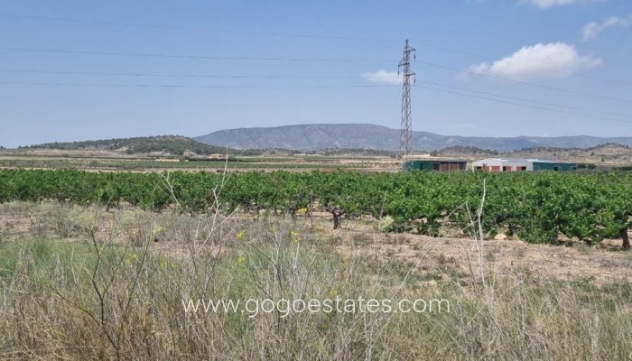 Te koop - Perceel - Land - Pinoso - Pinoso Centro