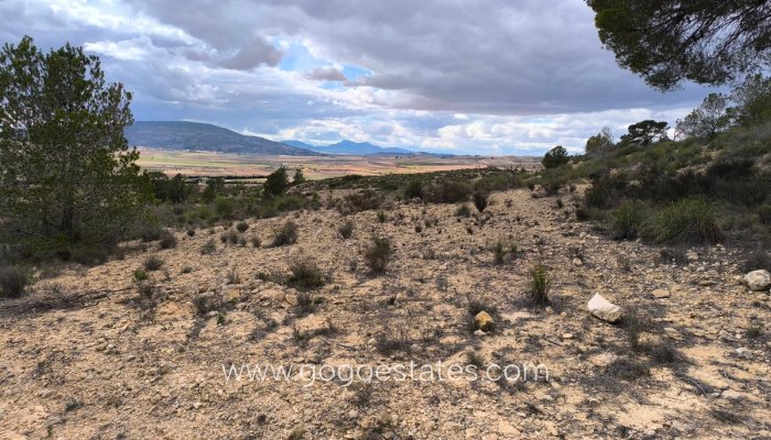 Revente - Terrain - Terrain - Pinoso - Pinoso Centro