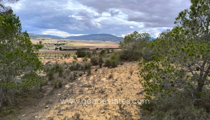 Revente - Terrain - Terrain - Pinoso - Pinoso Centro