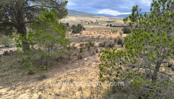Revente - Terrain - Terrain - Pinoso - Pinoso Centro