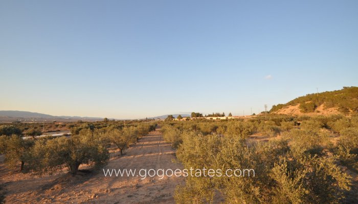 Te koop - Perceel - Land - Pinoso - Pinoso Centro