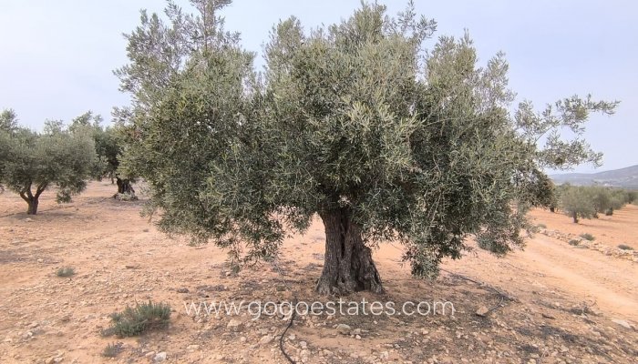 Te koop - Perceel - Land - Villena - Villena Centro