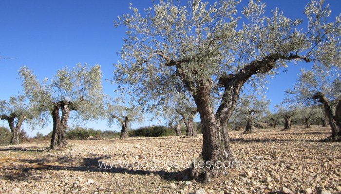 Te koop - Perceel - Land - Villena - Villena Centro