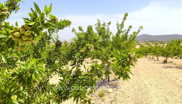 Te koop - Perceel - Land - Pinoso - Pinoso Centro