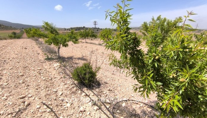 Te koop - Perceel - Land - Monóvar - Monòver - Monóvar - Monòver Centro