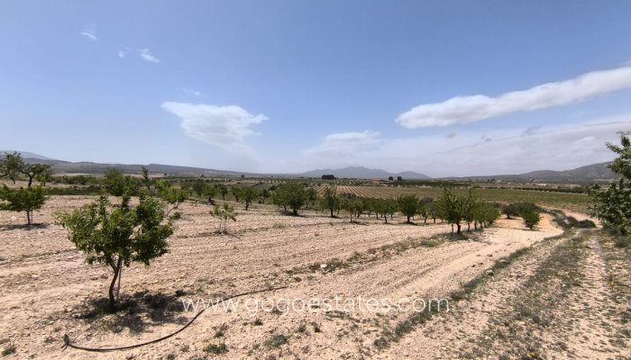 Te koop - Perceel - Land - Pinoso - Pinoso Centro