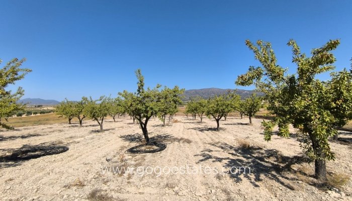 Resale - Plot - Land - Monóvar - Monòver - Monóvar - Monòver Centro