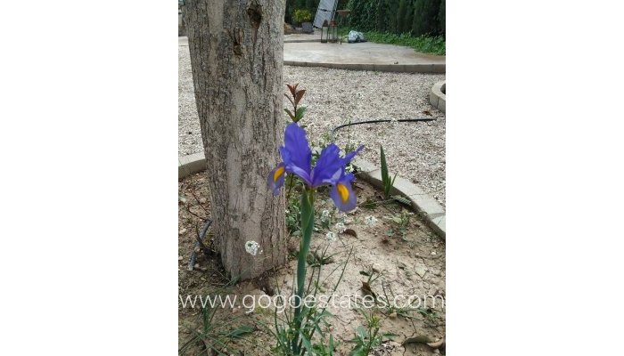 Te koop - Huis - Finca - Cortijo - Crevillente - Crevillent - Crevillente - Crevillent Centro