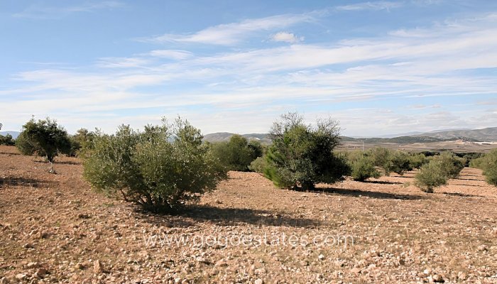 Te koop - Perceel - Land - Biar - Biar Centro