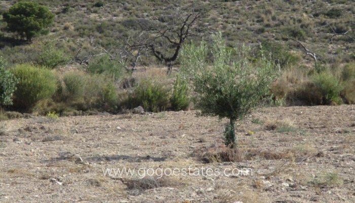 Te koop - Perceel - Woonperceel - Relleu - Relleu Centro