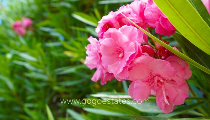 Te koop - Huis - Vrijstaande Villa - Els Poblets - Els Poblets Centro