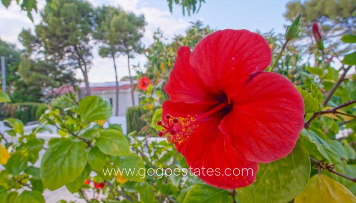 Te koop - Huis - Vrijstaande Villa - Dénia - Denia Centro