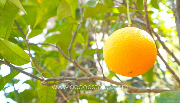 Te koop - Huis - Vrijstaande Villa - Jávea Xàbia - Jávea - Xàbia Centro