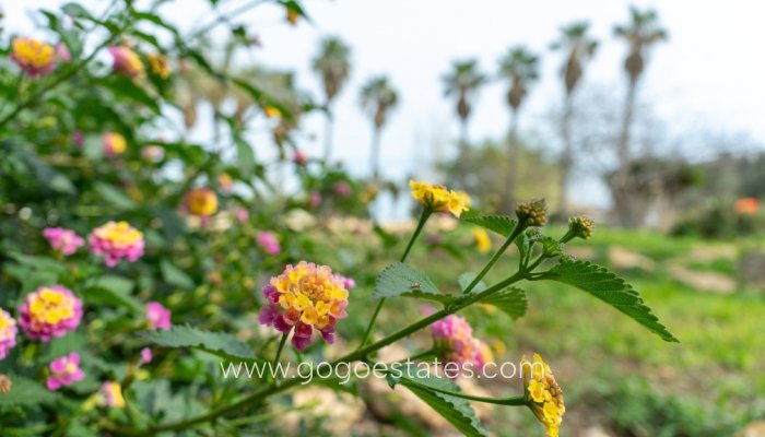 Te koop - Huis - Vrijstaande Villa - Orihuela - Los Altos