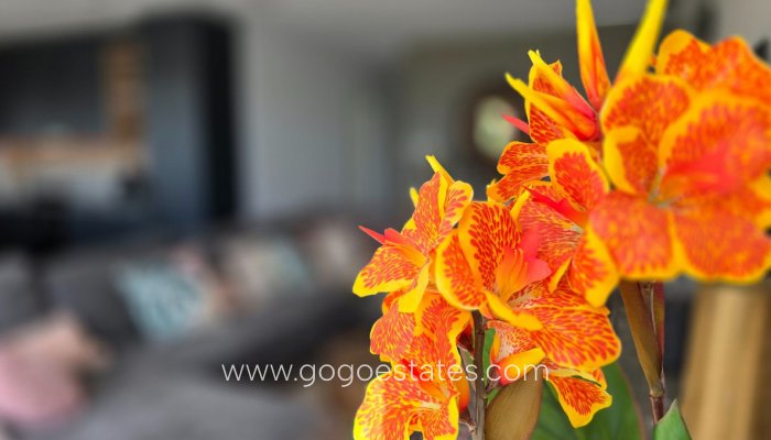 Te koop - Huis - Vrijstaande Villa - Los Montesinos - Los Montesinos Centro