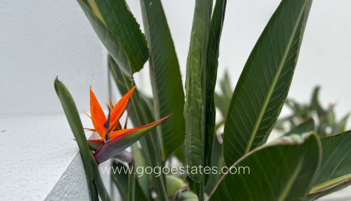 Te koop - Huis - Vrijstaande Villa - Torrevieja - Torrevieja Centro