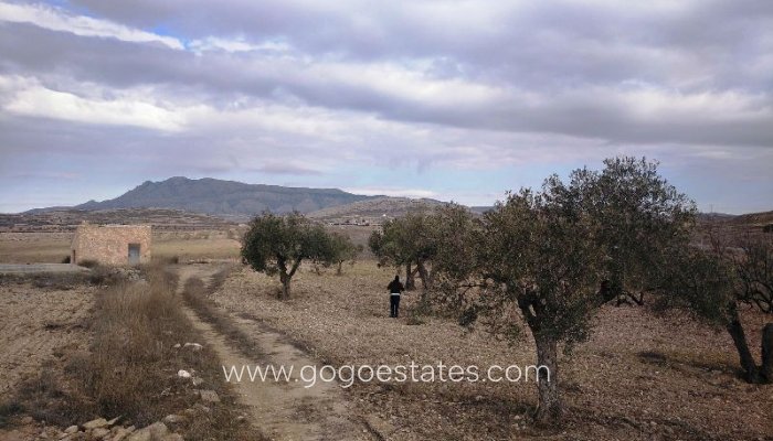 Revente - Terrain - Terrain - Jumilla - Torre del Rico