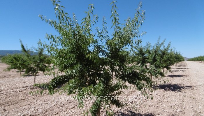 Te koop - Perceel - Land - Yecla - Yecla Centro