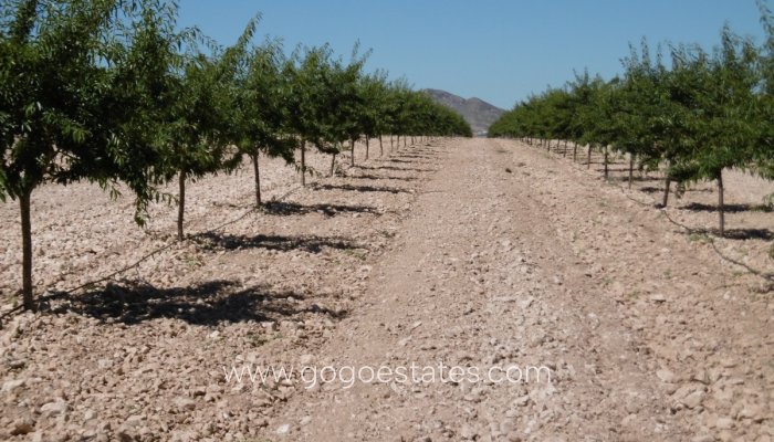 Te koop - Perceel - Land - Yecla - Yecla Centro