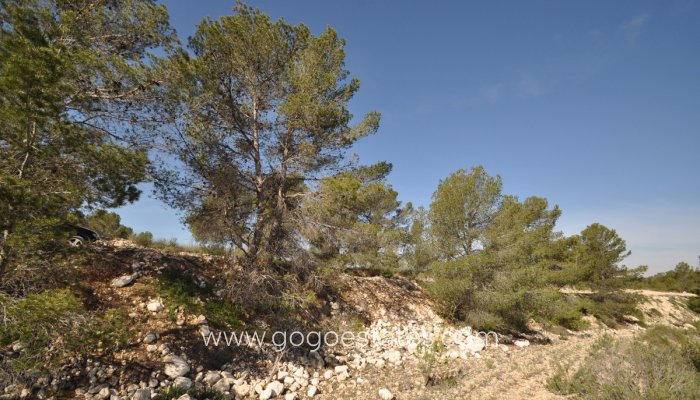 Te koop - Perceel - Land - Jumilla - La Zarza