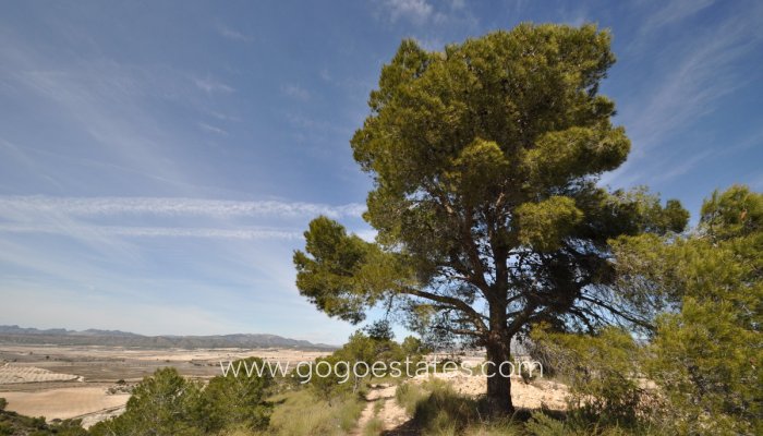 Te koop - Perceel - Land - Jumilla - La Zarza