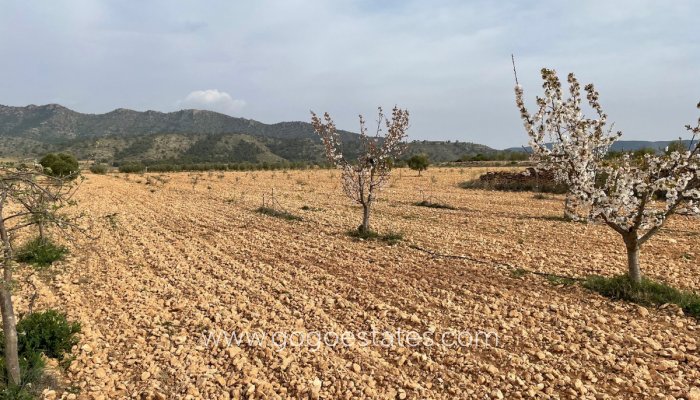 Te koop - Perceel - Land - Yecla - Yecla Centro