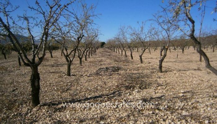 Te koop - Perceel - Land - Yecla - Yecla Centro