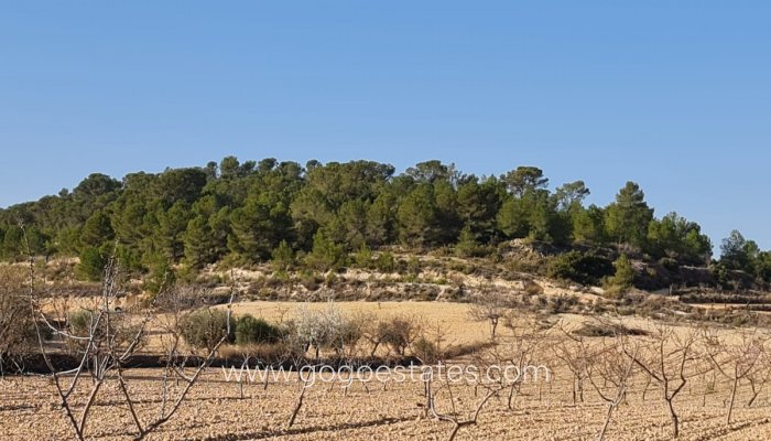 Te koop - Perceel - Land - Jumilla - Jumilla Centro