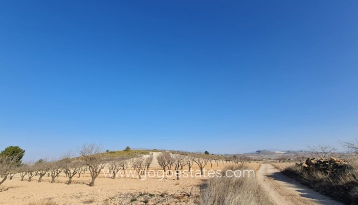 Te koop - Perceel - Land - Jumilla - Jumilla Centro