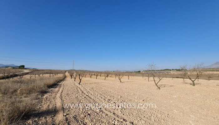 Te koop - Perceel - Land - Jumilla - Jumilla Centro
