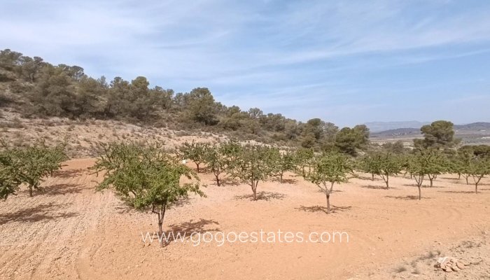Te koop - Perceel - Land - Murcia - Abanilla Centro