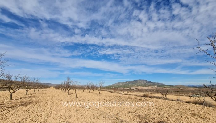 Te koop - Perceel - Land - Yecla - Raspay