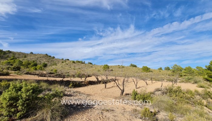 Resale - Plot - Land - Yecla - Raspay